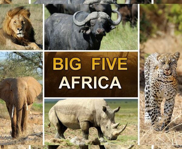Big Five safari game drives Kenya