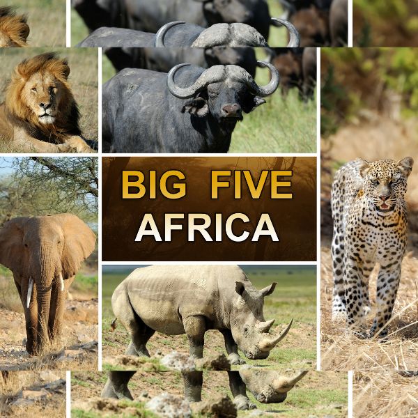 Big Five safari game drives Kenya