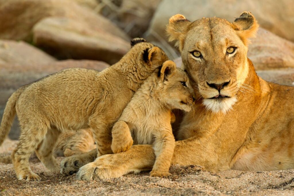 Samburu National Reserve Safari Package