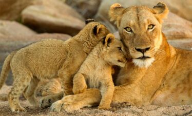 Samburu National Reserve Safari Package