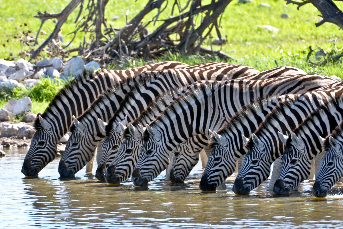 Amboseli National Park Safari Package