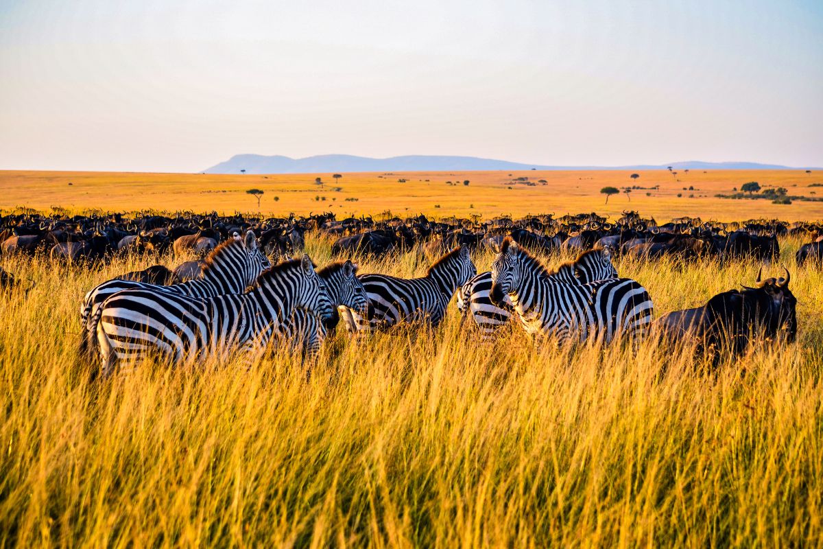 5-Day Amboseli and Tsavo Safari Package