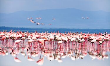 1-Day Trip to Lake Naivasha and Hell’s Gate