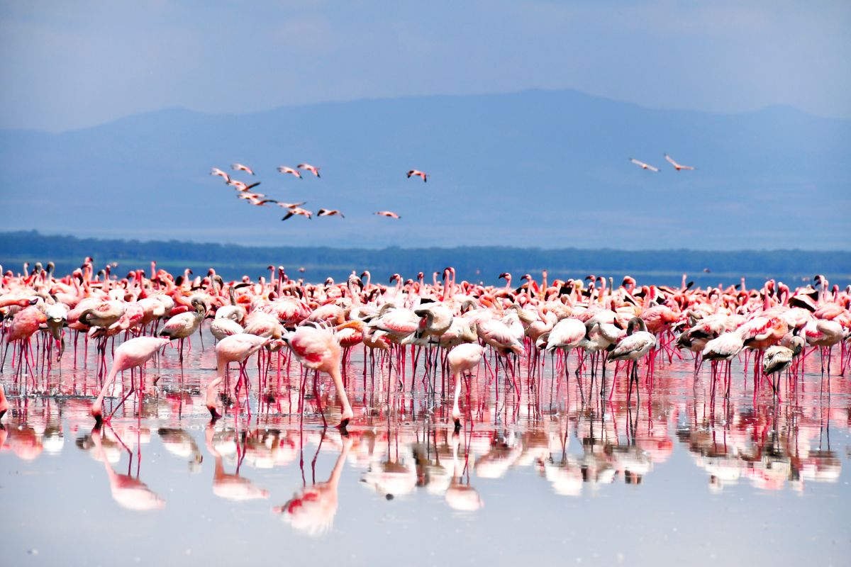 1-Day Trip to Lake Naivasha and Hell’s Gate