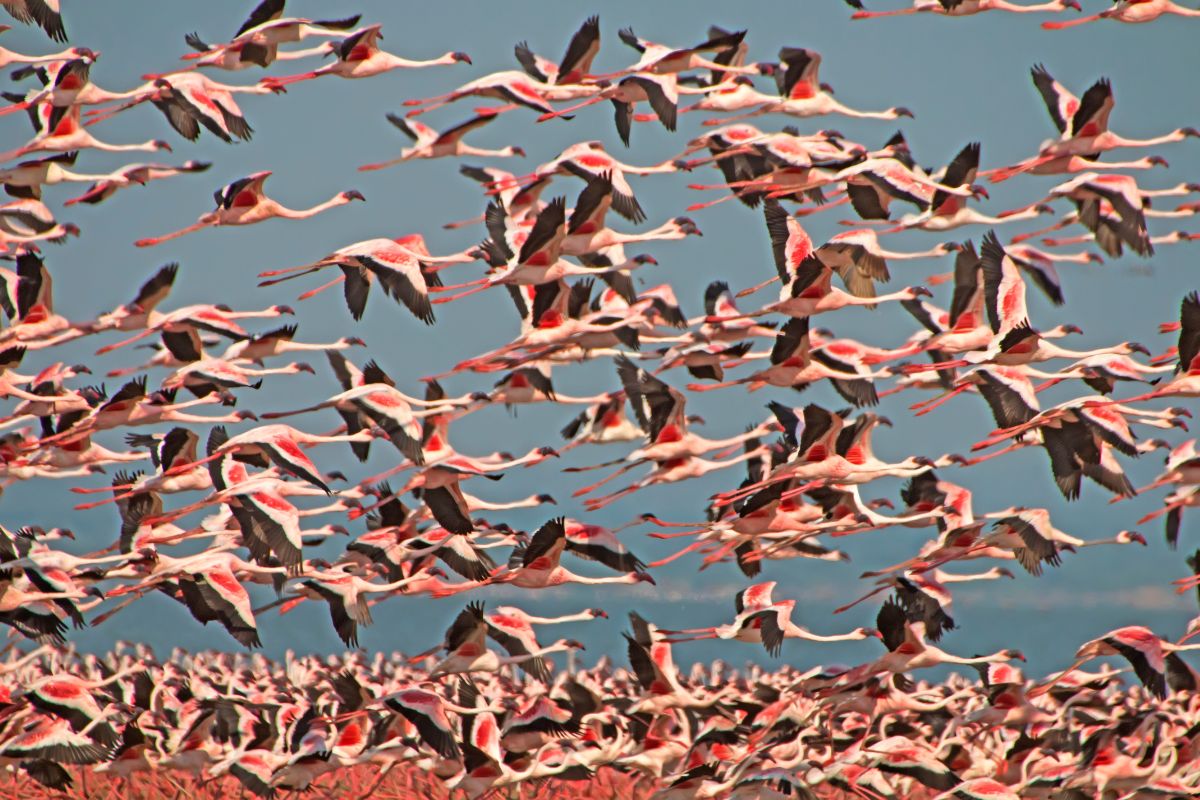 Lake Nakuru Safari Tour Package