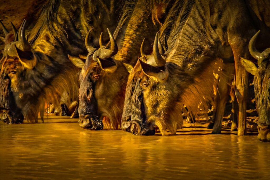 5-Day Wings Over Masai Mara Fly-In Safari
