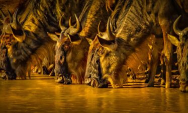 5-Day Wings Over Masai Mara Fly-In Safari