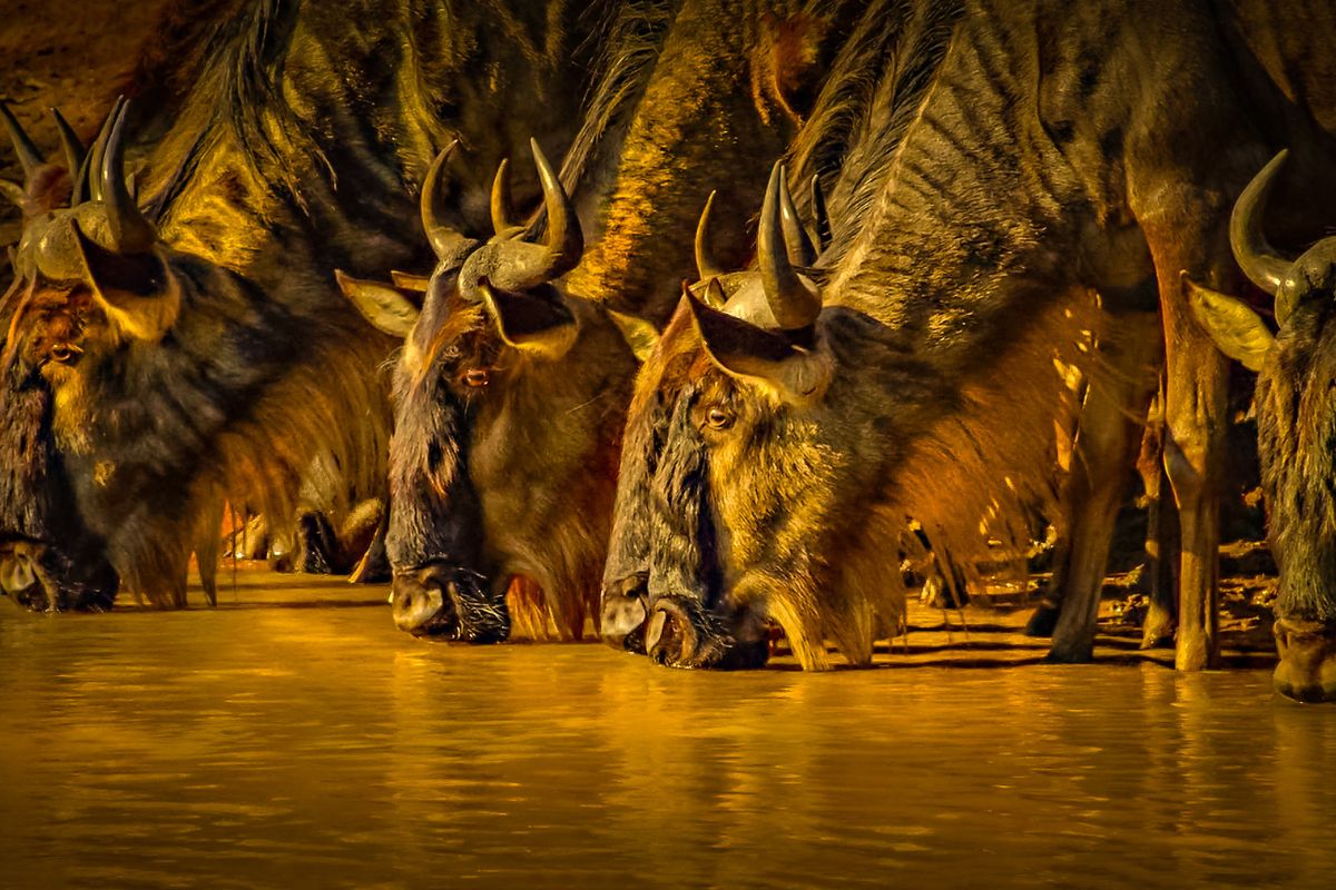 5-Day Wings Over Masai Mara Fly-In Safari
