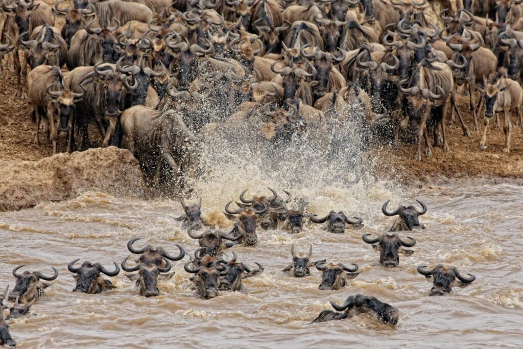 Kenya Big Five Safari Packages