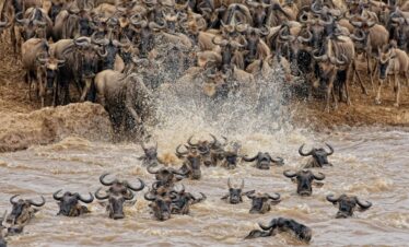 Kenya Big Five Safari Packages