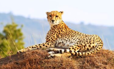 best 7-day Kenya safari package