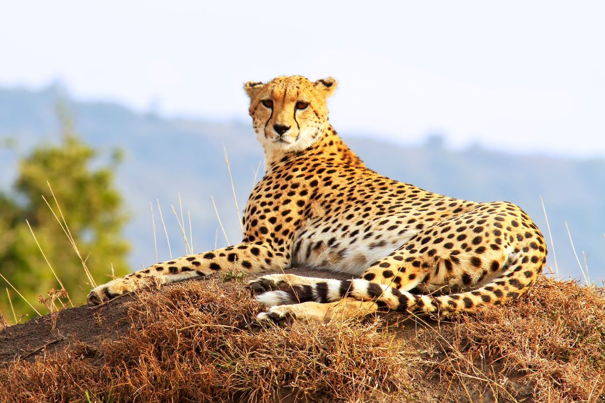 best 7-day Kenya safari package