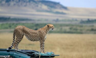 5-Day Wings Over Masai Mara Fly-In Safari