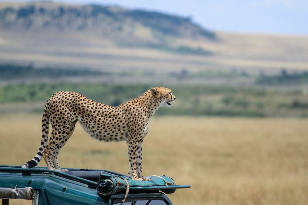 5-Day Wings Over Masai Mara Fly-In Safari
