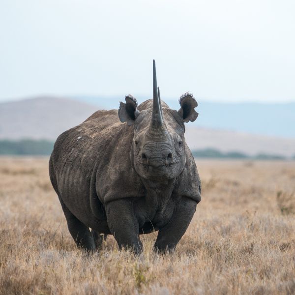 Rhino Tracking Safaris in Kenya