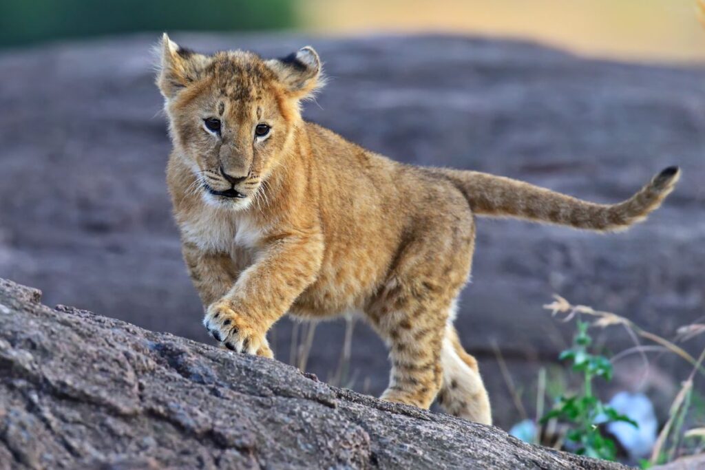 best 7-day Kenya safari package