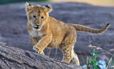 best 7-day Kenya safari package