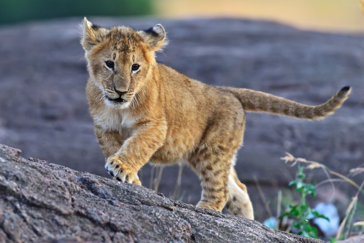 best 7-day Kenya safari package