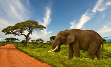 5-Day Amboseli and Tsavo Safari Package