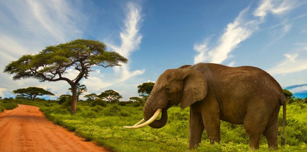 5-Day Amboseli and Tsavo Safari Package