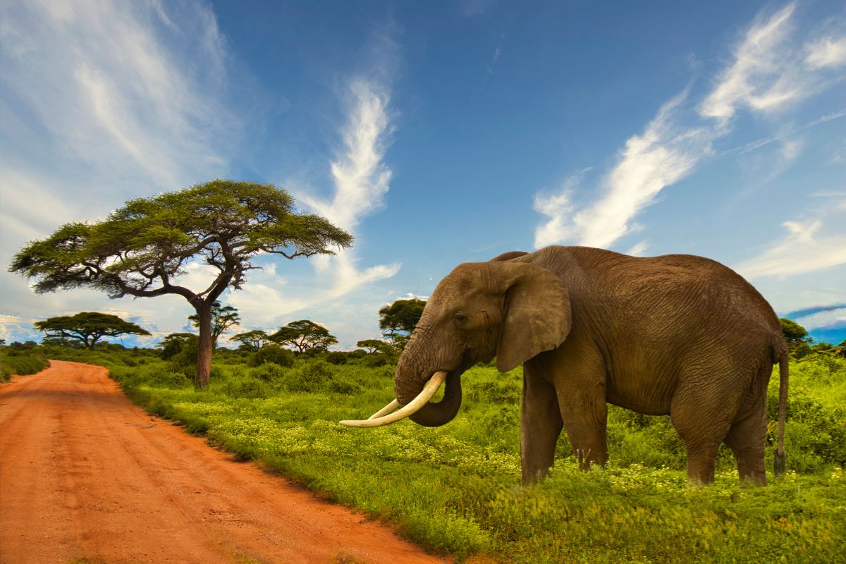 5-Day Amboseli and Tsavo Safari Package