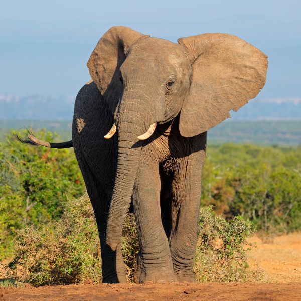Kenya Day Trips and Short Safaris