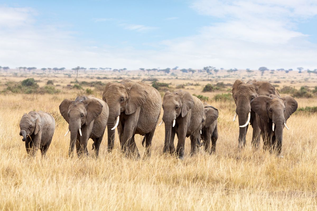 Masai Mara Tours and Safari Packages