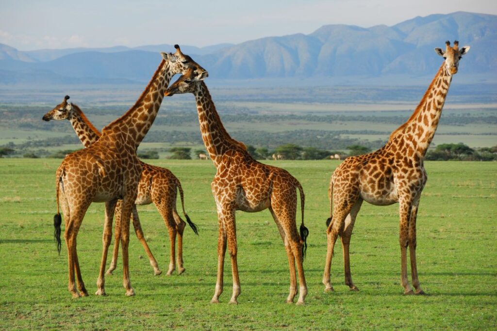 7-Day Luxury Kenya Safari with Diani Beach Extension