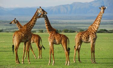 7-Day Luxury Kenya Safari with Diani Beach Extension