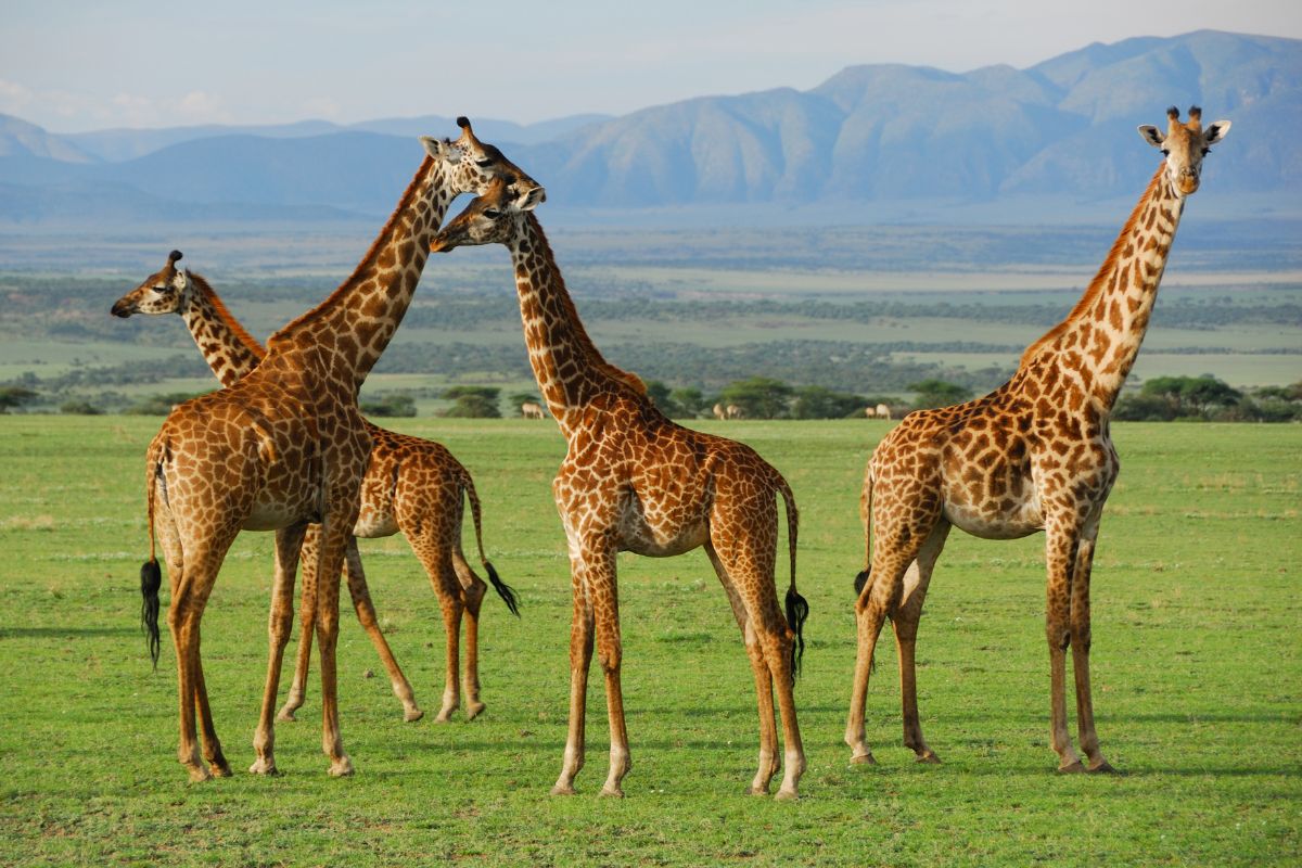7-Day Luxury Kenya Safari with Diani Beach Extension