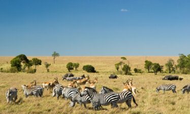 Best Kenya Safari Itineraries