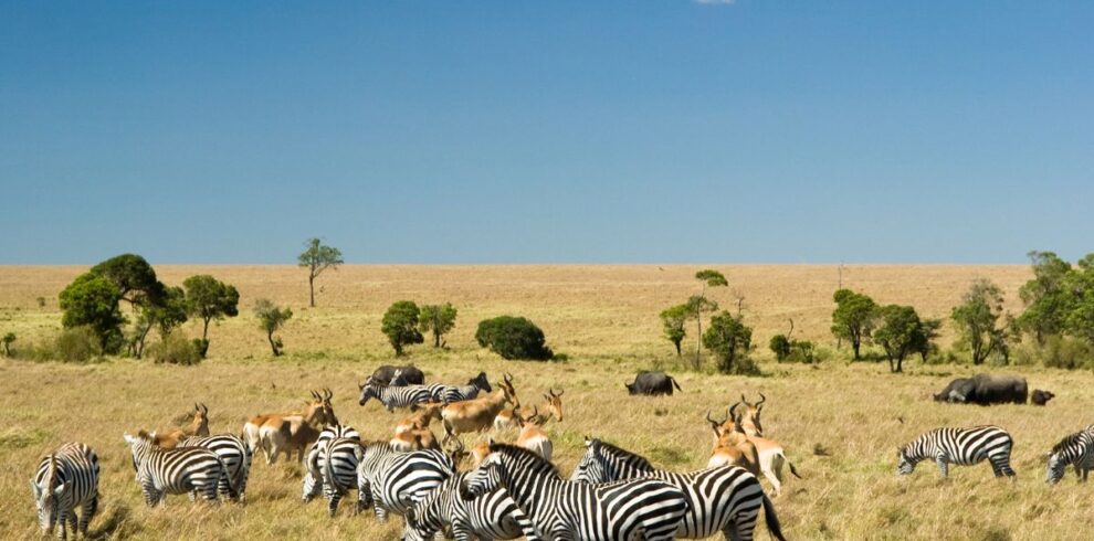 Best Kenya Safari Itineraries
