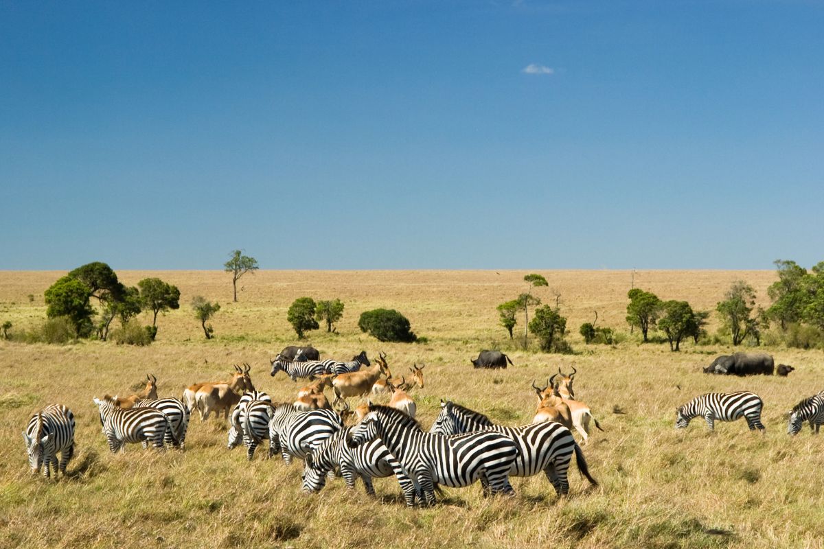 Best Kenya Safari Itineraries