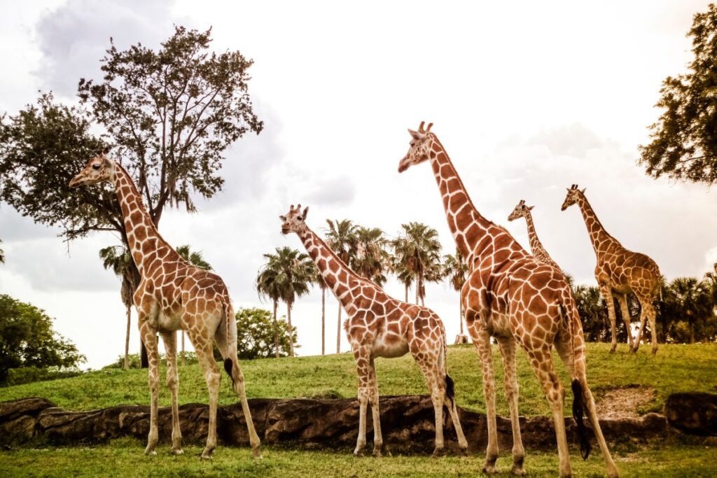 5-Day Amboseli and Tsavo Safari Package