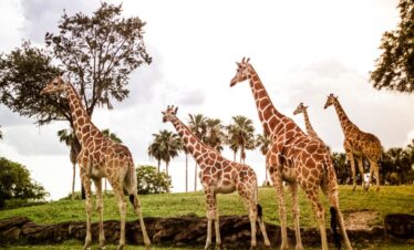 5-Day Amboseli and Tsavo Safari Package