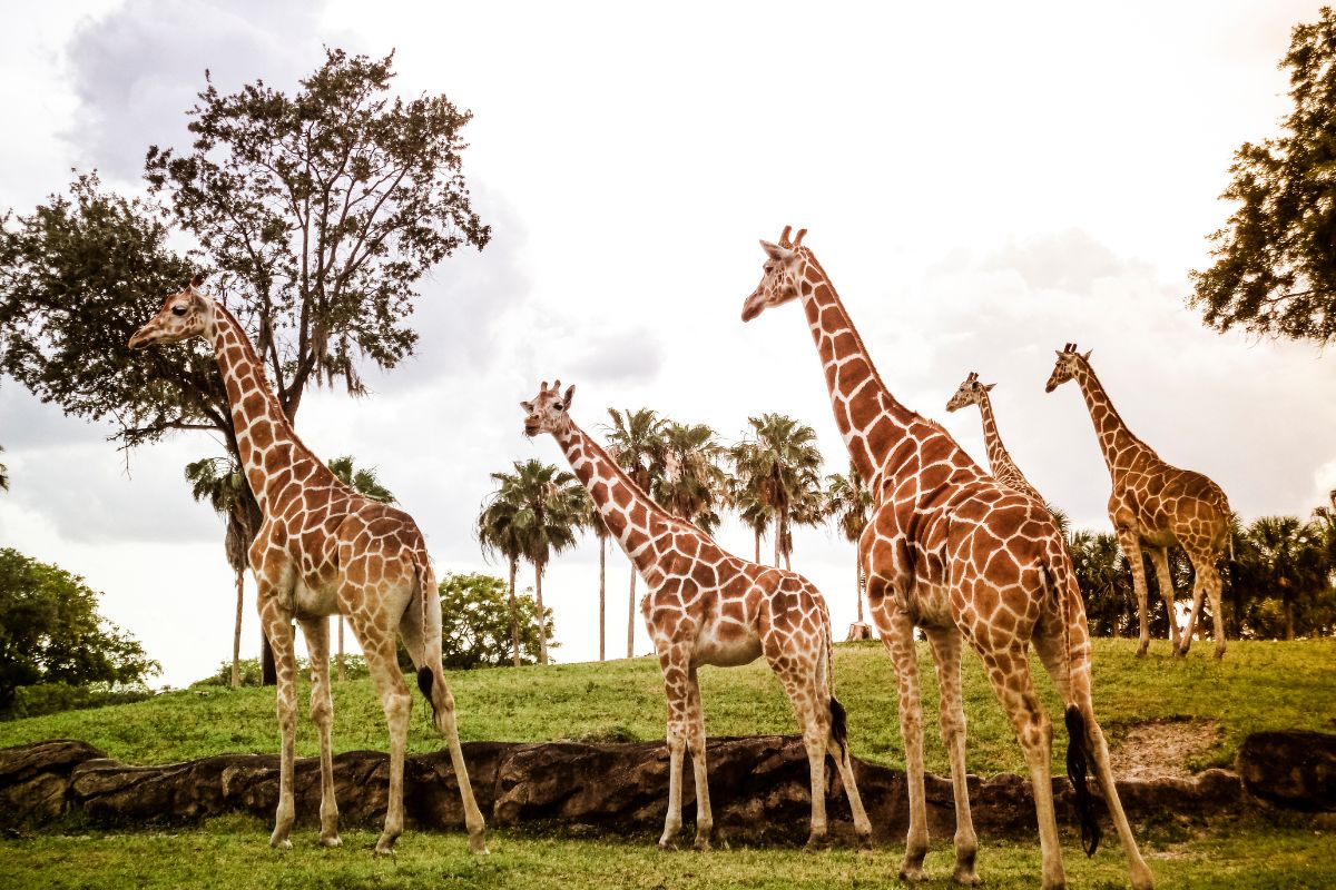 5-Day Amboseli and Tsavo Safari Package