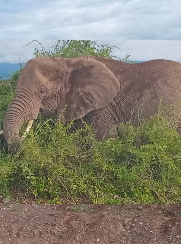 elephant-viewing safari