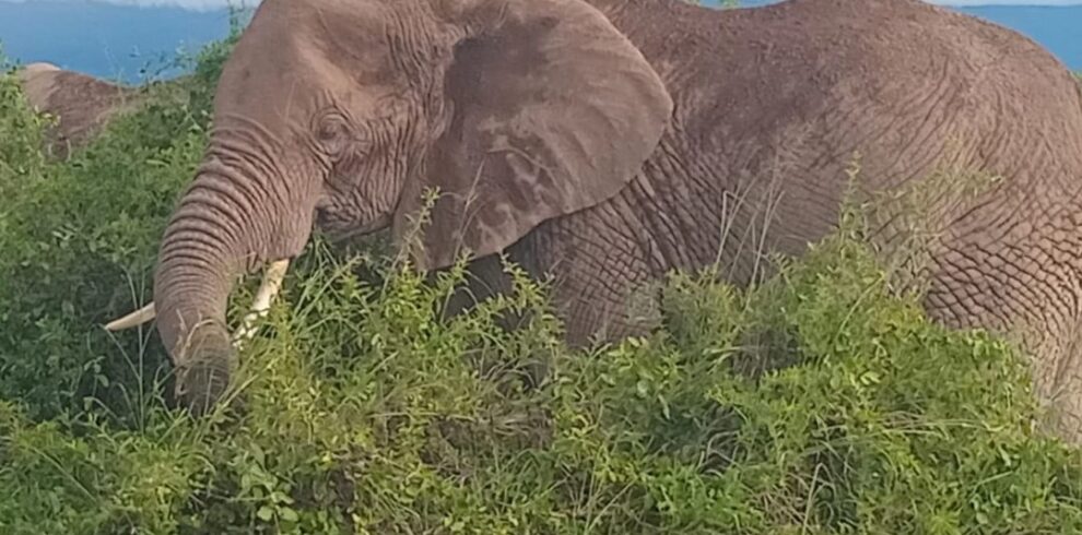 elephant-viewing safari