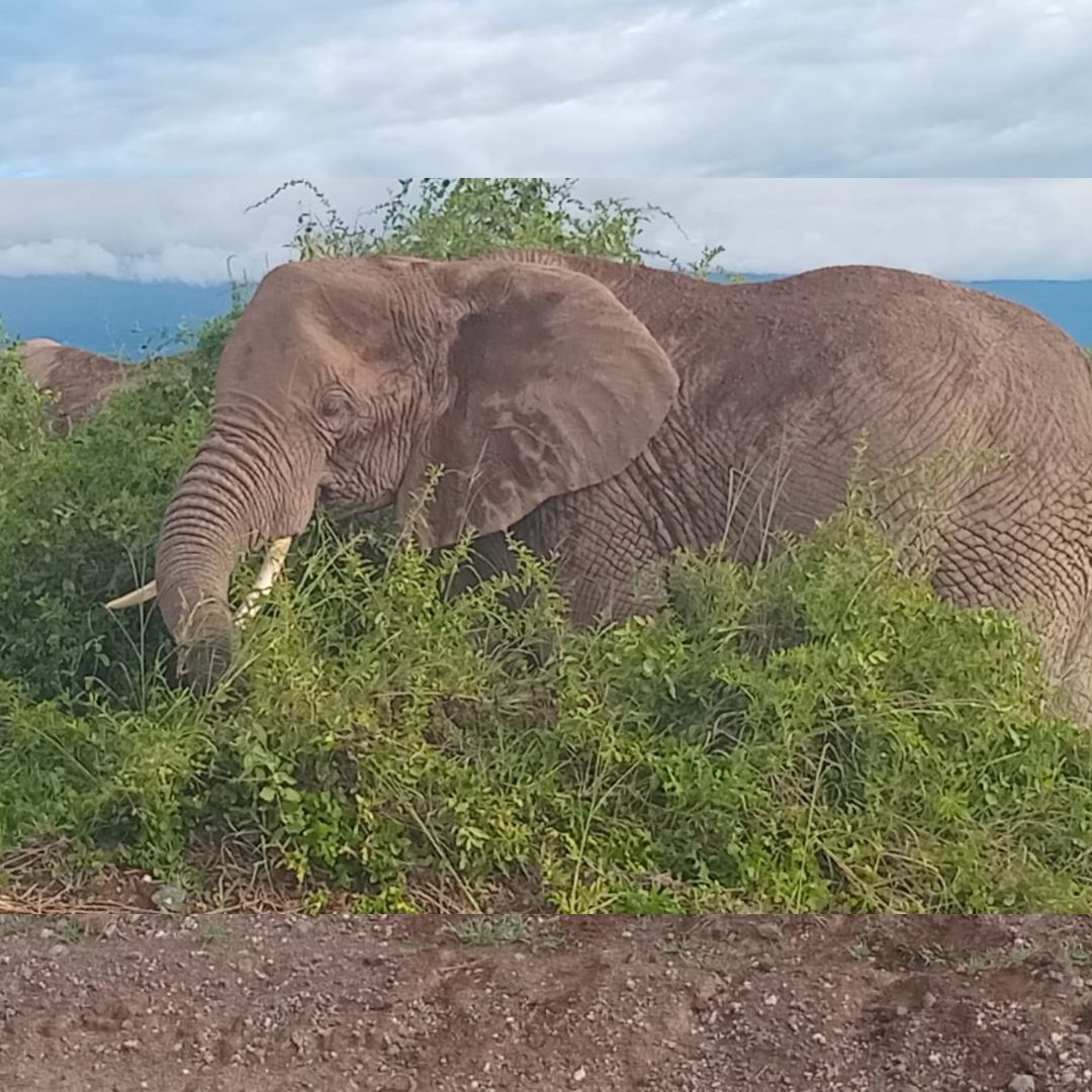 elephant-viewing safari
