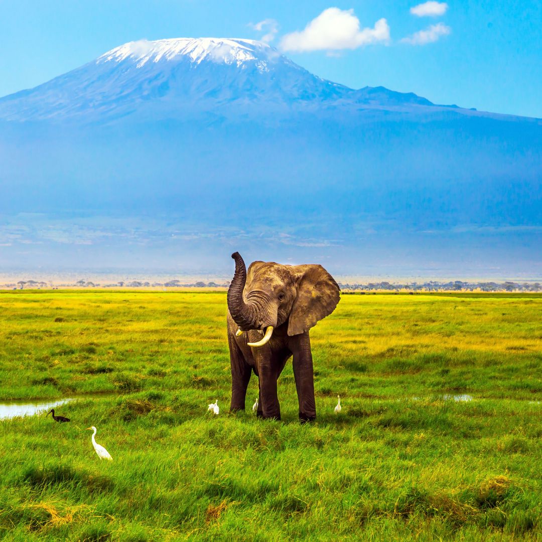 Mount Kenya Climbing and Wildlife Tour Package