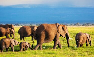 best 7-day Kenya safari package