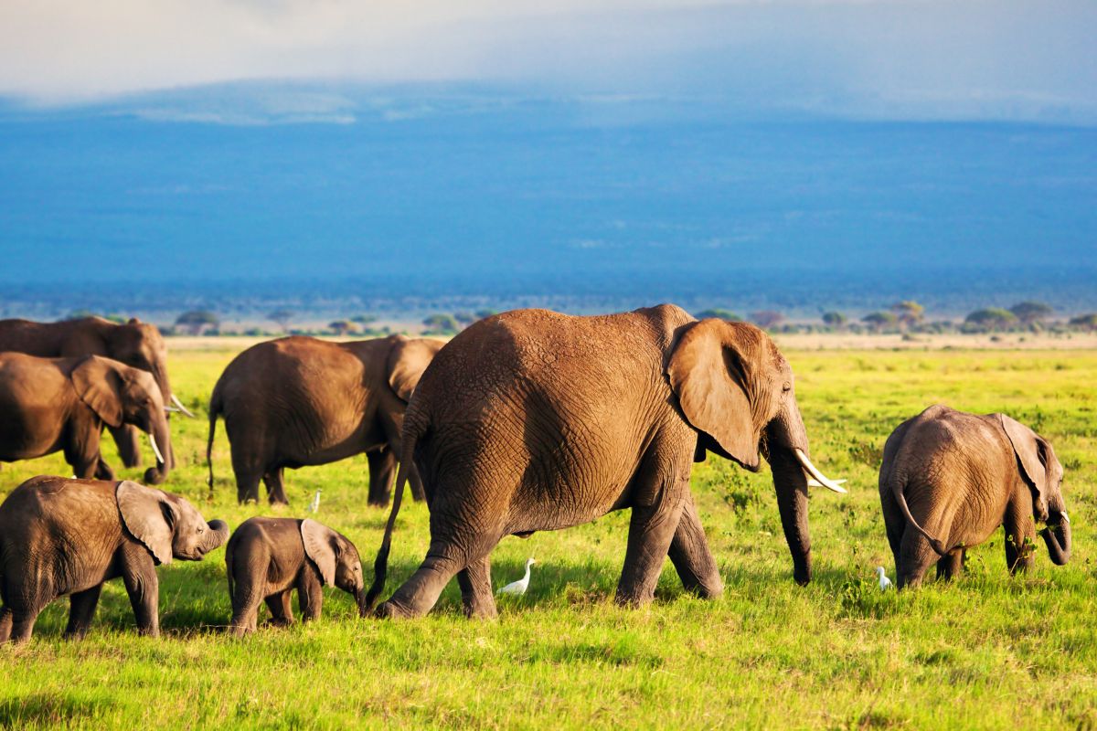best 7-day Kenya safari package