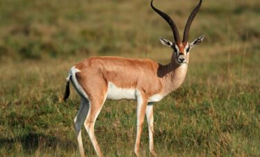 Kenya Group Safari Tours