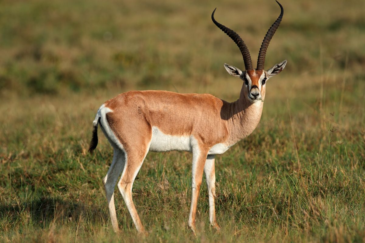 Kenya Group Safari Tours