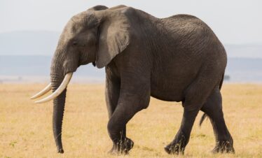 elephant-viewing safari