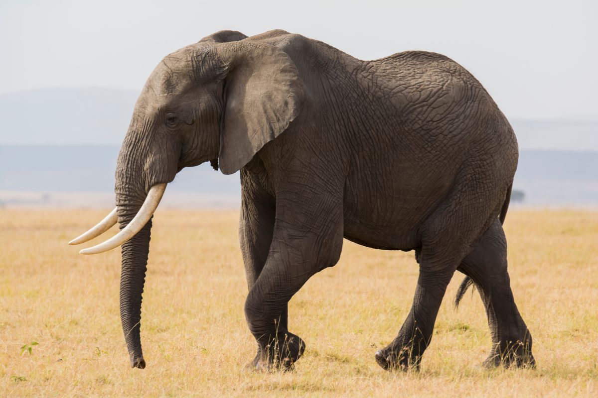 elephant-viewing safari