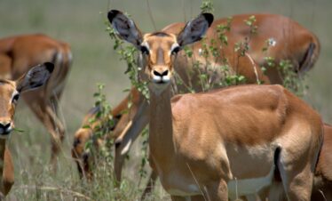 Nairobi National Park safari