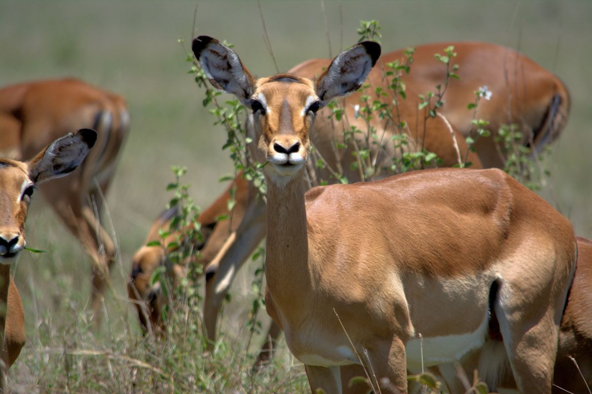 Nairobi National Park safari