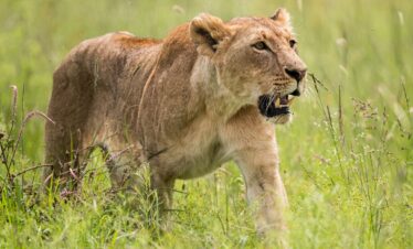Nairobi National Park safari