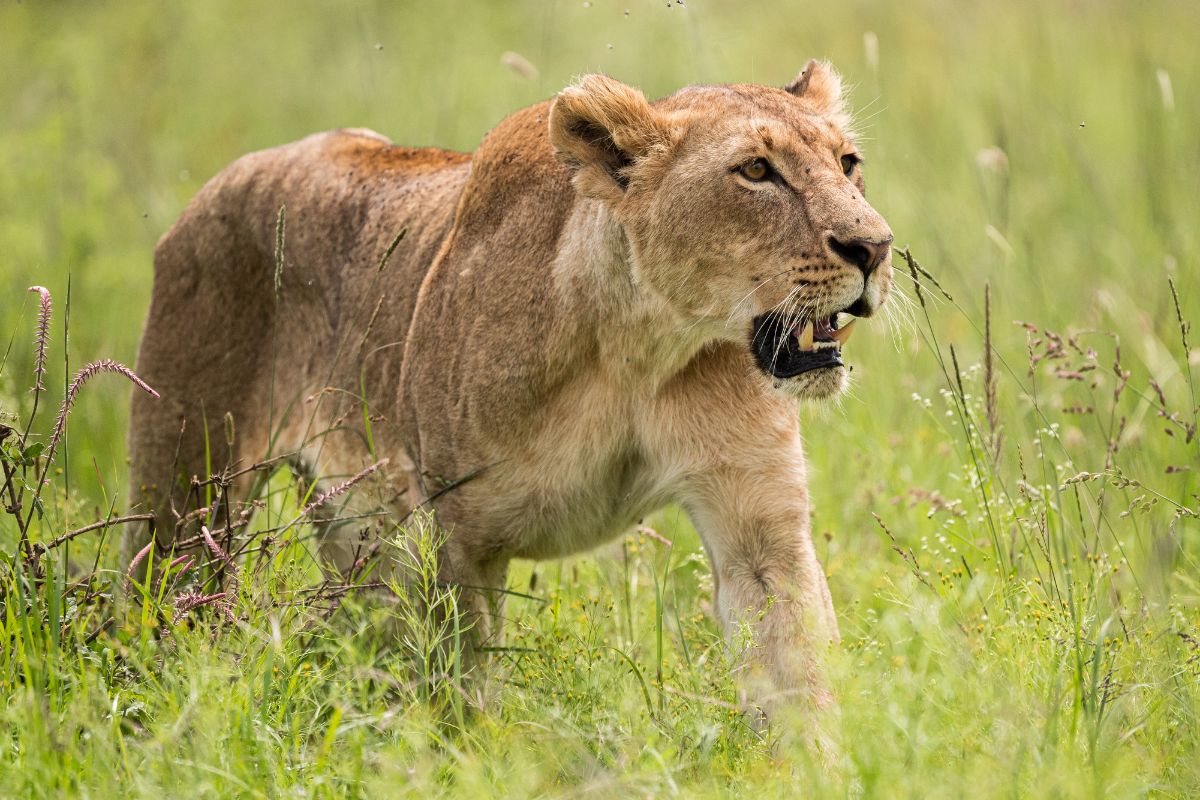 Nairobi National Park safari